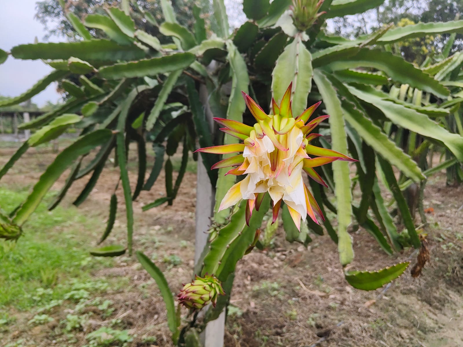 ড্রাগন ফুল